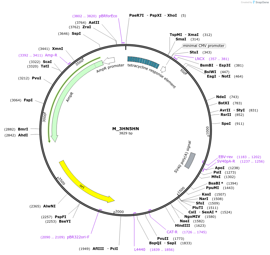 249780-plasmid-map-sequence-id-508117