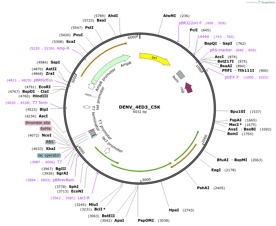 251255-plasmid-map-sequence-id-508118