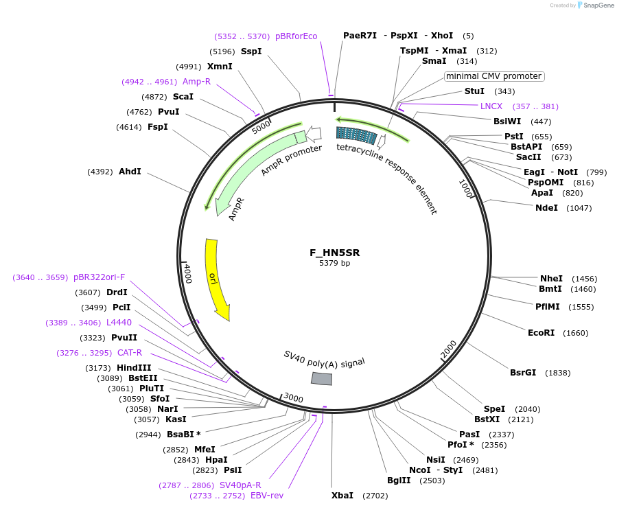 249786-plasmid-map-sequence-id-508120