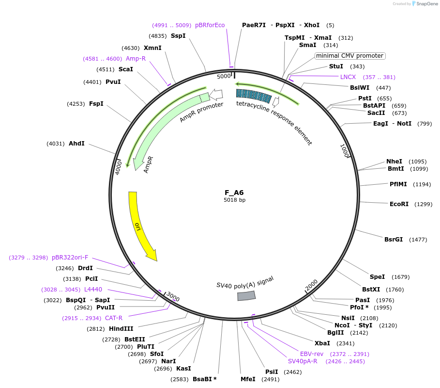249802-plasmid-map-sequence-id-508123