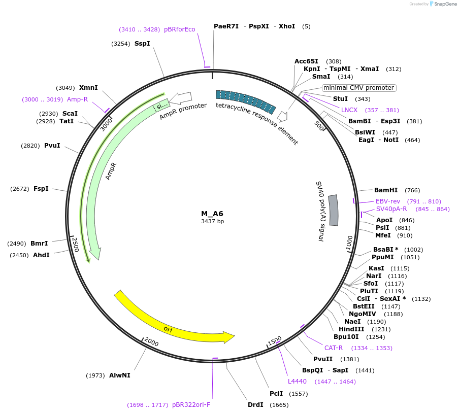 249762-plasmid-map-sequence-id-508124