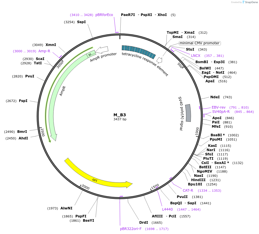 249765-plasmid-map-sequence-id-508127