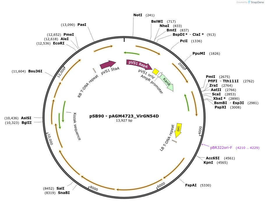 123187-plasmid-map-sequence-id-508133