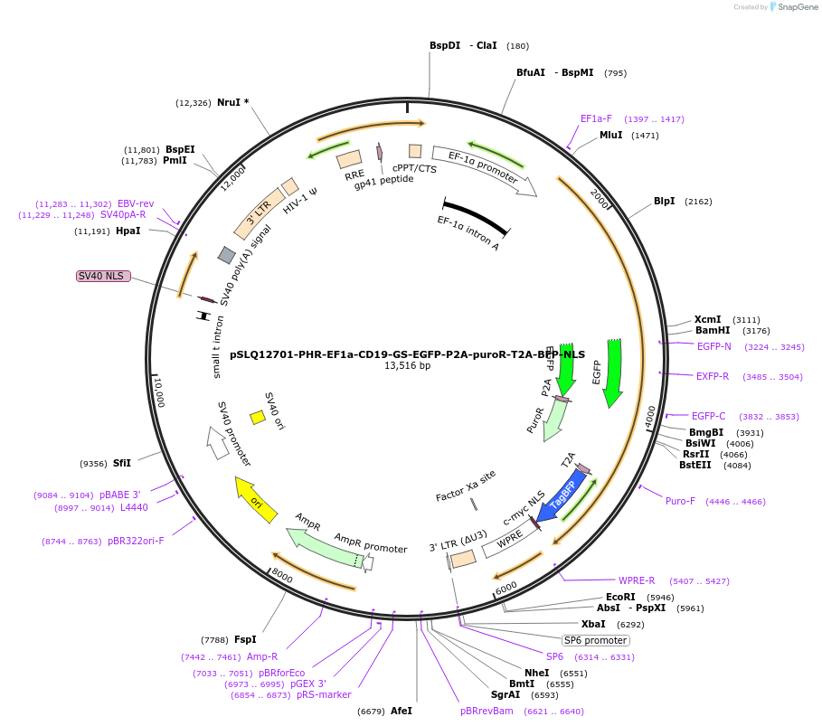 252637-plasmid-map-sequence-id-508152