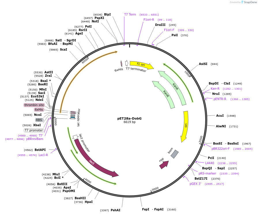 251537-plasmid-map-sequence-id-508156