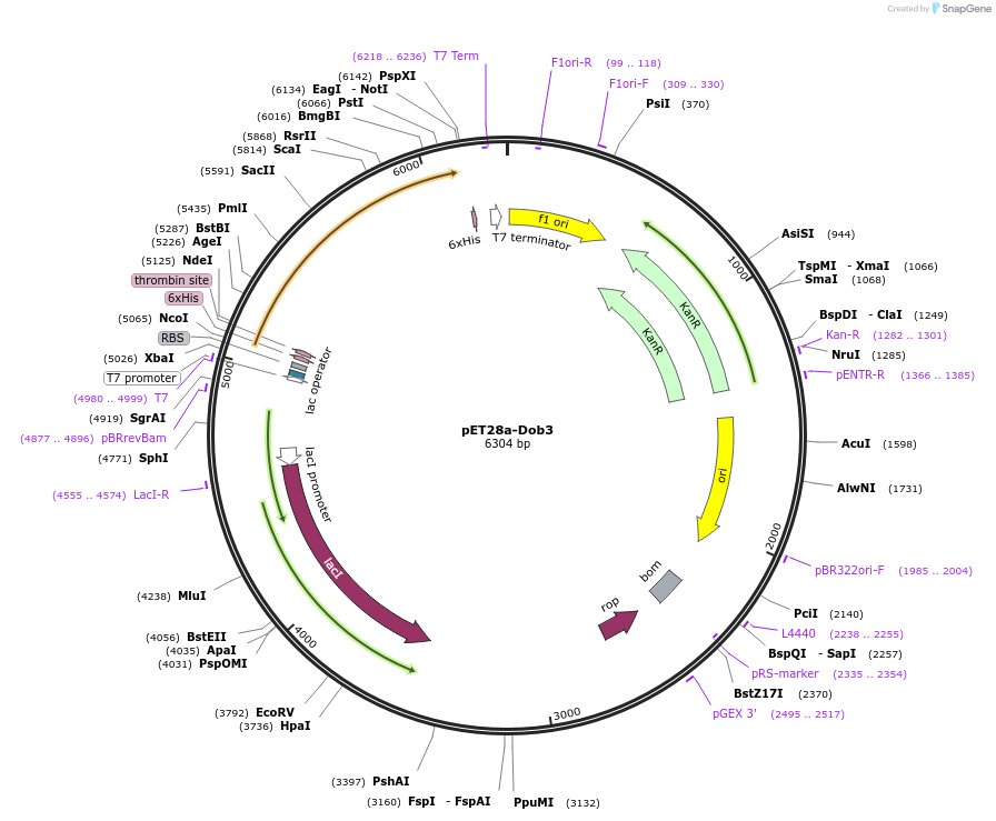 251541-plasmid-map-sequence-id-508157
