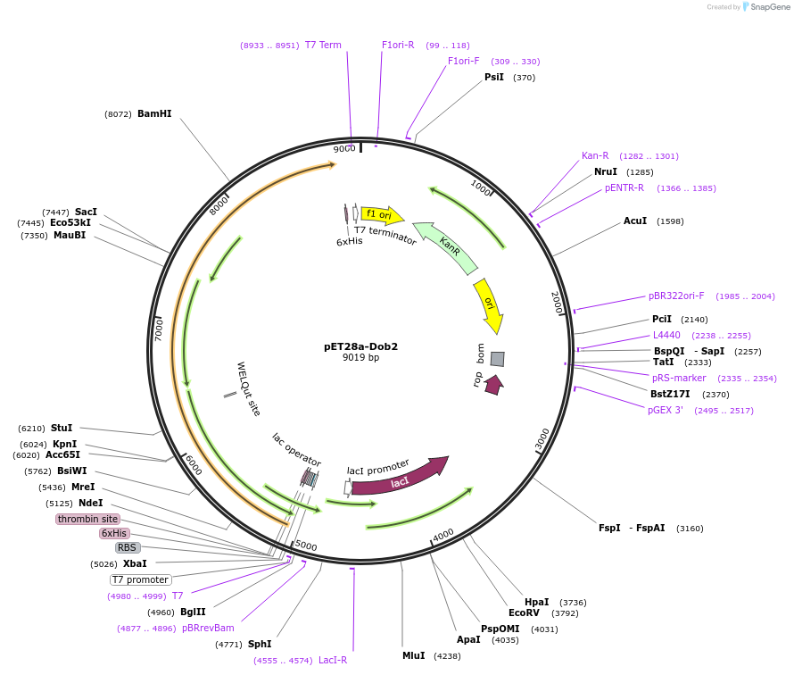 251540-plasmid-map-sequence-id-508159