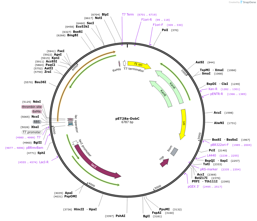 251535-plasmid-map-sequence-id-508161