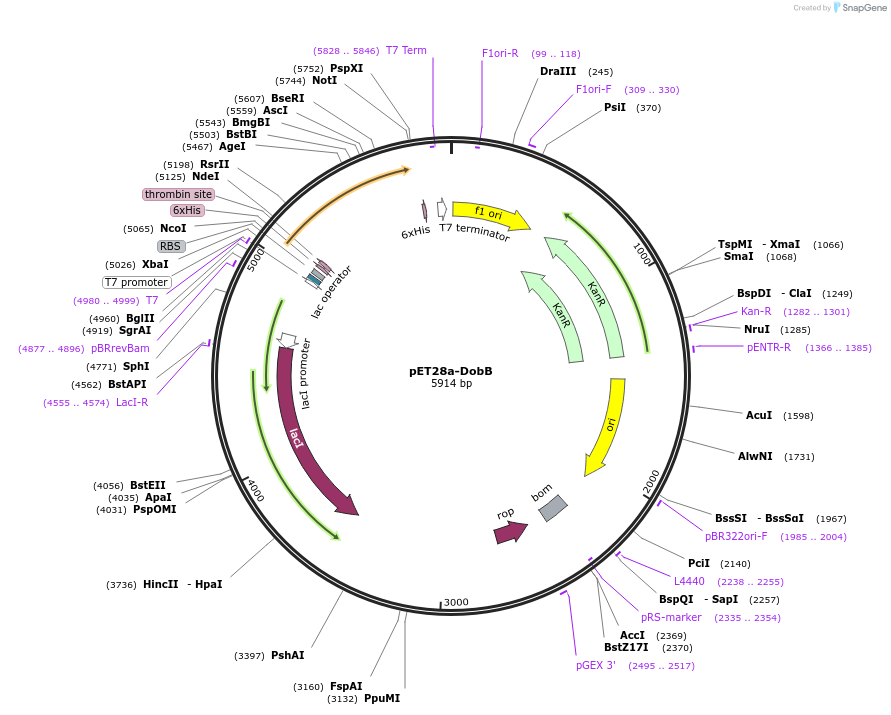 251534-plasmid-map-sequence-id-508162