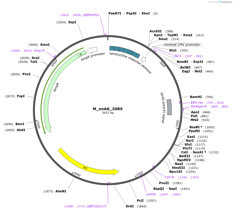 249770-plasmid-map-sequence-id-508217
