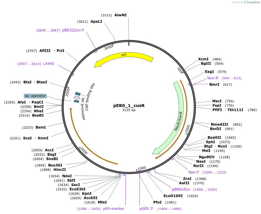 236213-plasmid-map-sequence-id-508220