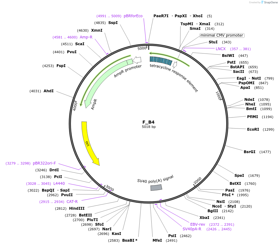 249806-plasmid-map-sequence-id-508221