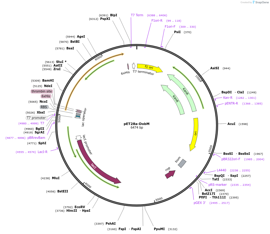 251538-plasmid-map-sequence-id-508226