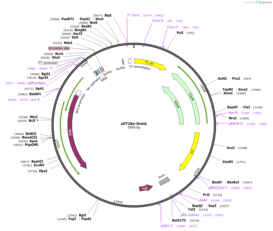 251539-plasmid-map-sequence-id-508227