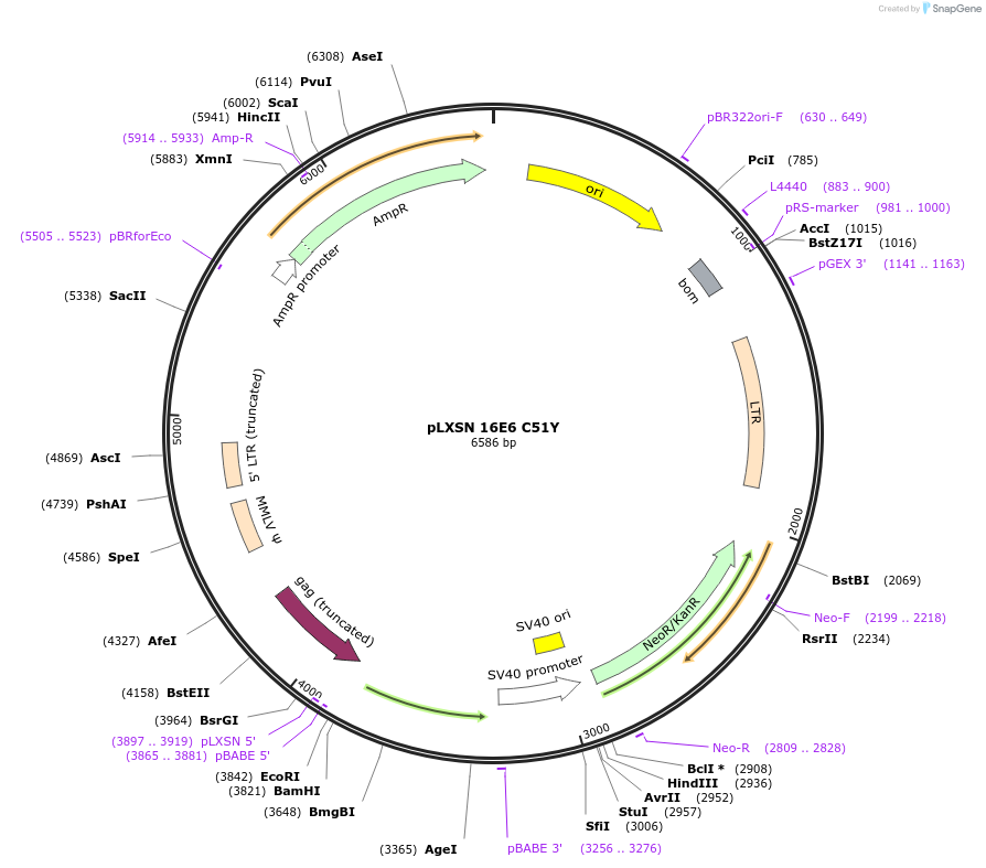 253284-plasmid-map-sequence-id-508264