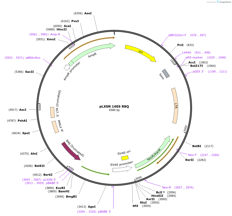 253283-plasmid-map-sequence-id-508265