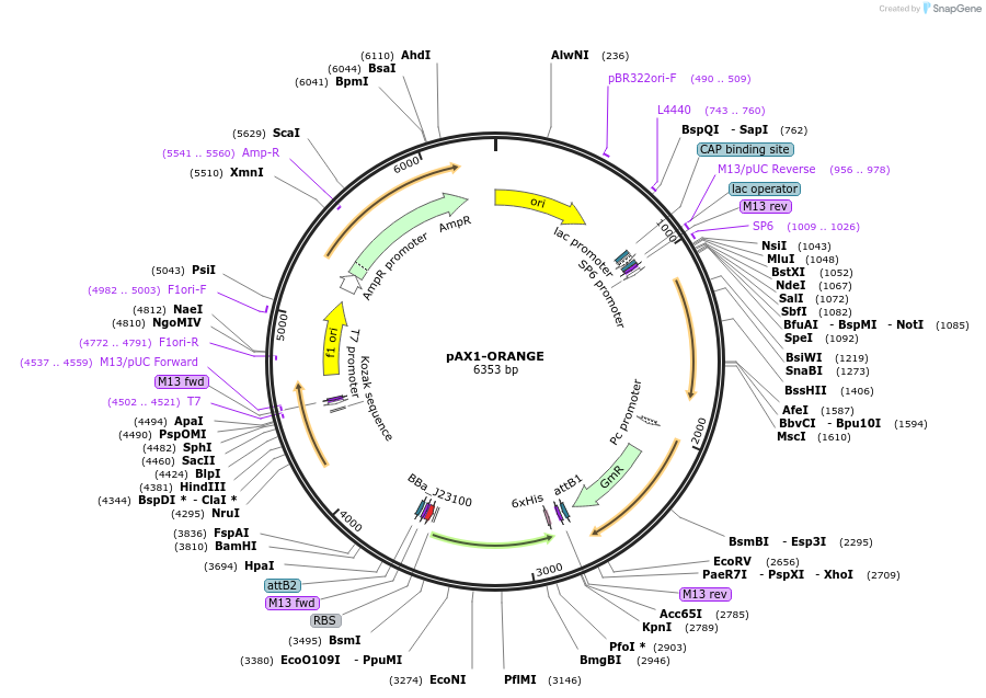 247663-plasmid-map-sequence-id-508297