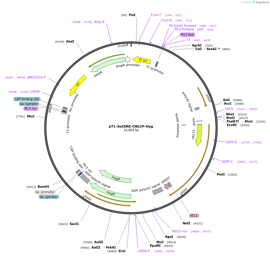 253467-plasmid-map-sequence-id-508299