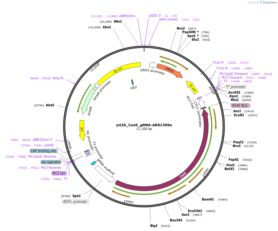 87399-plasmid-map-sequence-id-508300