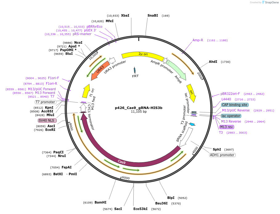 87402-plasmid-map-sequence-id-508301