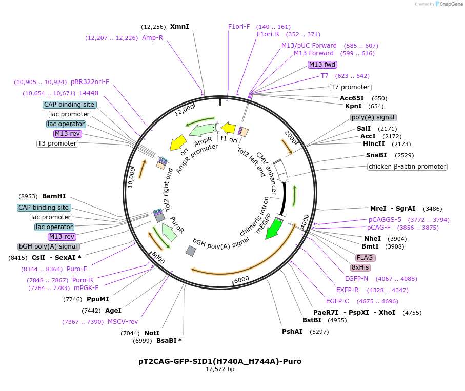 253487-plasmid-map-sequence-id-508302