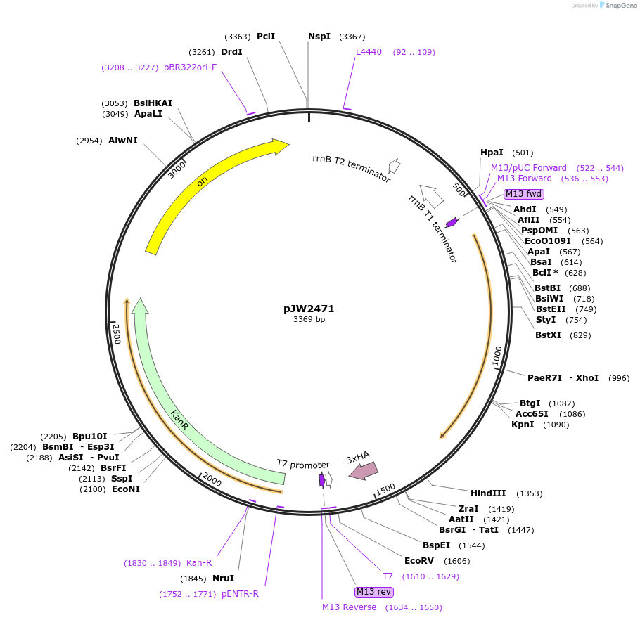 253925-plasmid-map-sequence-id-508304