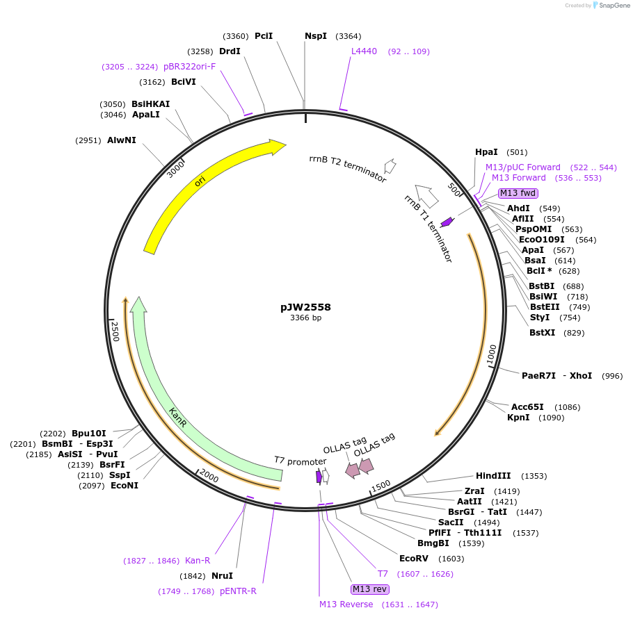 253926-plasmid-map-sequence-id-508305