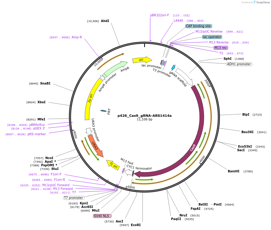 87400-plasmid-map-sequence-id-508307