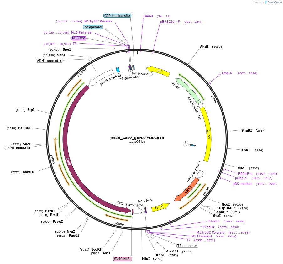 87401-plasmid-map-sequence-id-508308