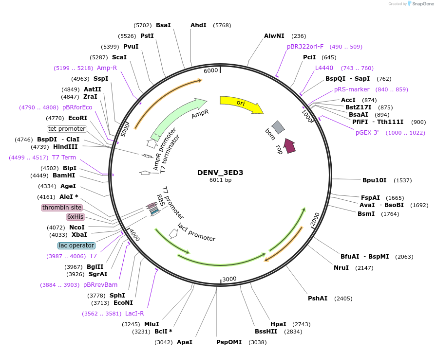 251248-plasmid-map-sequence-id-508309