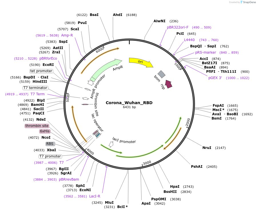 251256-plasmid-map-sequence-id-508311