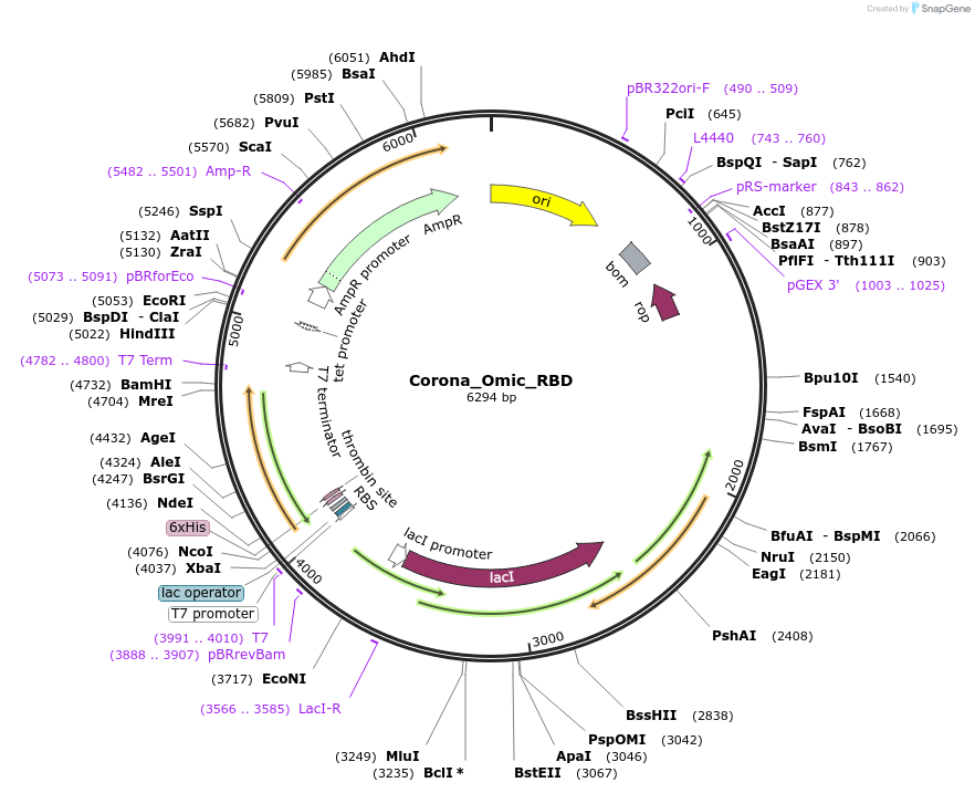 251258-plasmid-map-sequence-id-508312