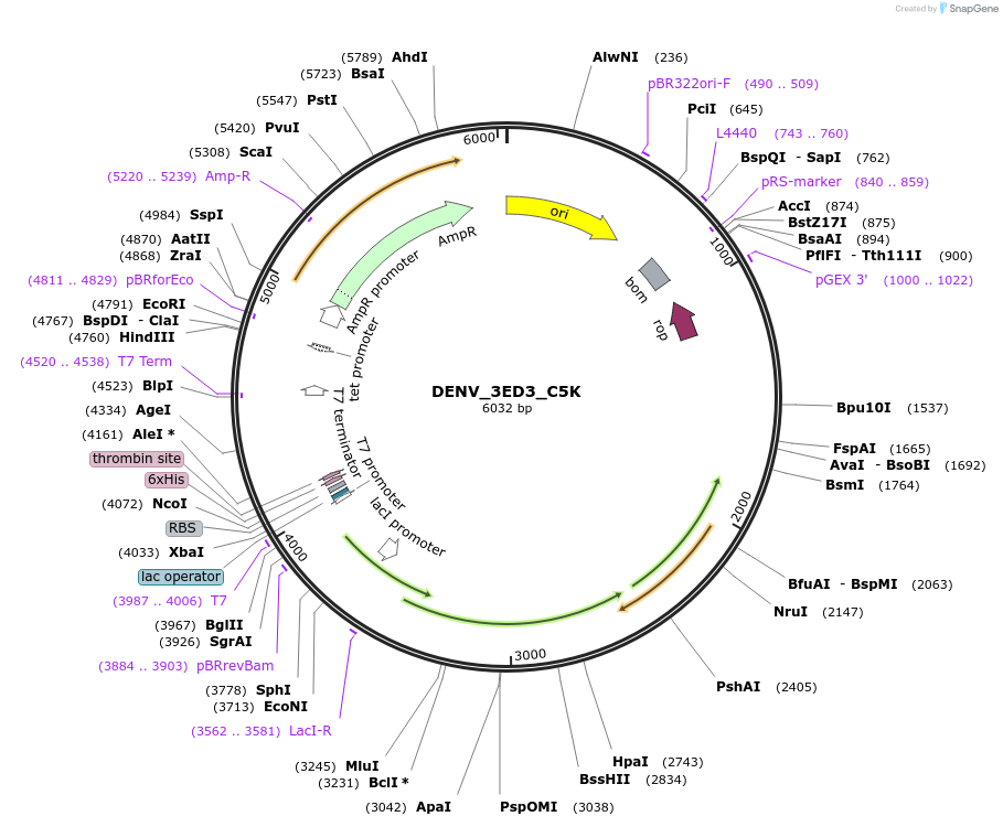 251253-plasmid-map-sequence-id-508320