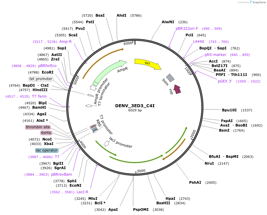 251250-plasmid-map-sequence-id-508321