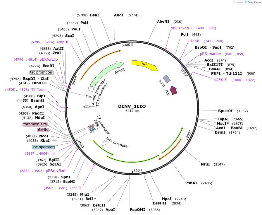 251246-plasmid-map-sequence-id-508322