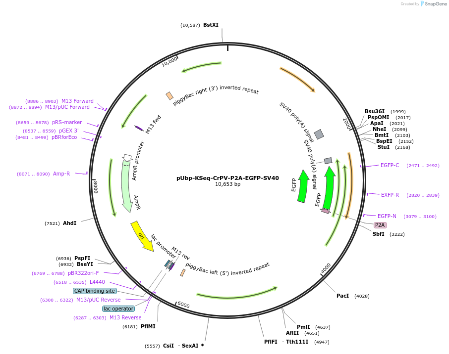 251163-plasmid-map-sequence-id-508336