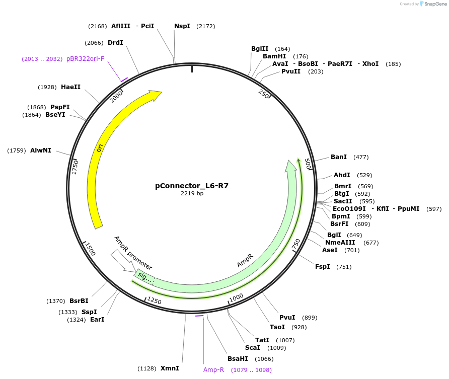 254030-plasmid-map-sequence-id-508338
