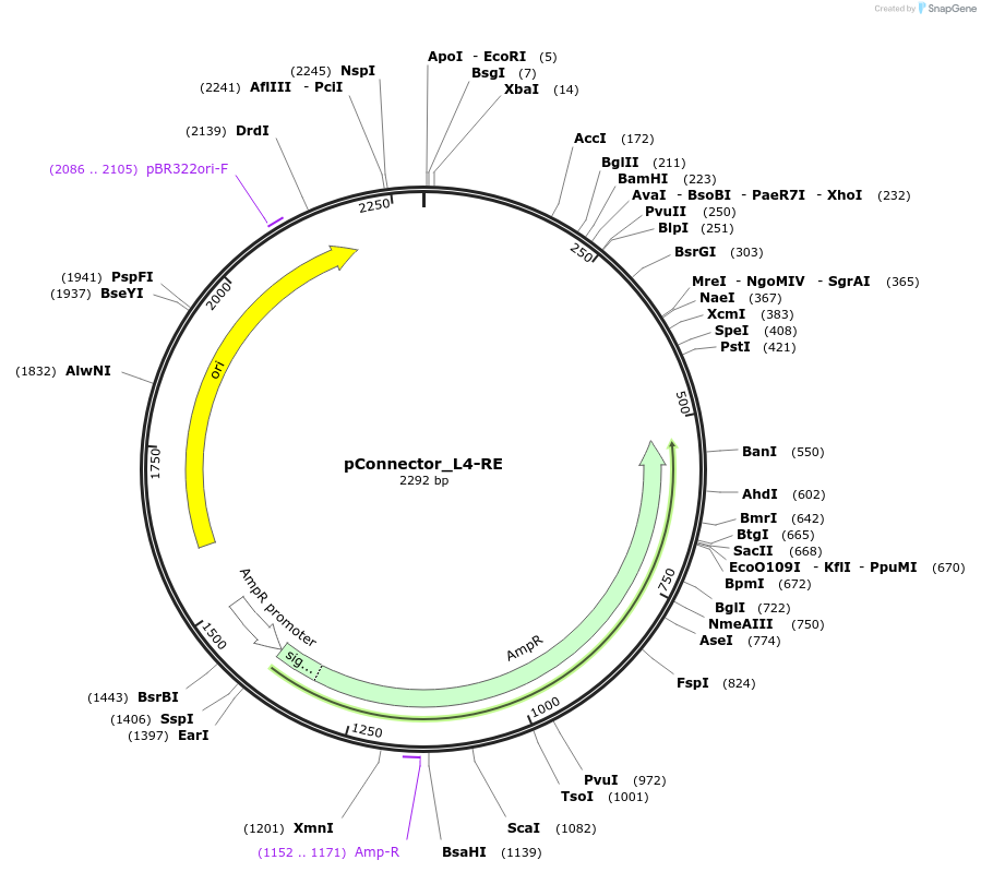 254028-plasmid-map-sequence-id-508340