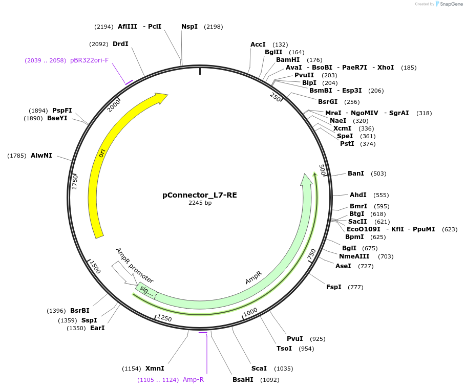 254032-plasmid-map-sequence-id-508342