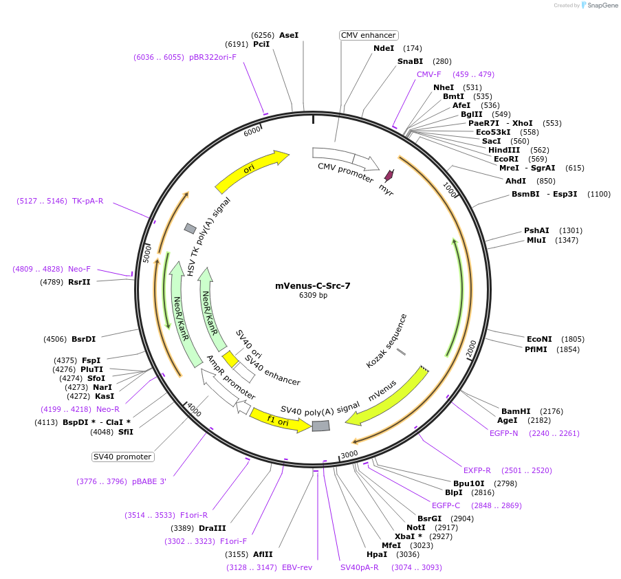 56606-plasmid-map-sequence-id-508345