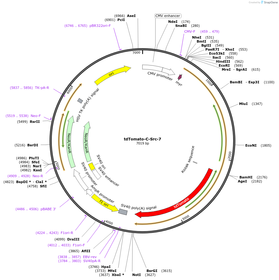 58083-plasmid-map-sequence-id-508349