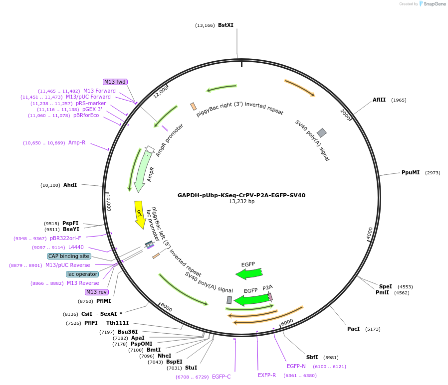 251165-plasmid-map-sequence-id-508353