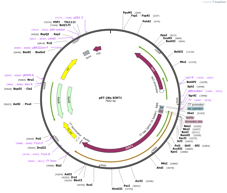 246168-plasmid-map-sequence-id-508357