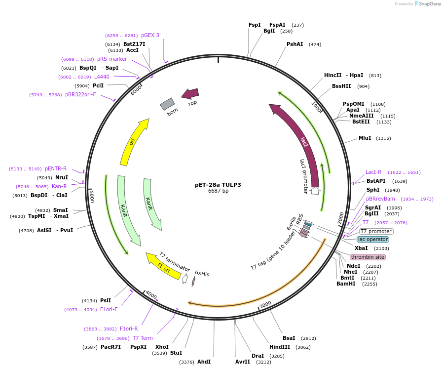 246176-plasmid-map-sequence-id-508361