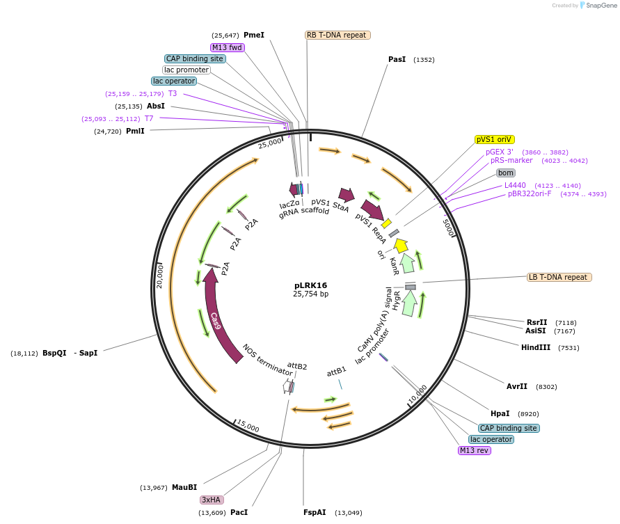 253103-plasmid-map-sequence-id-508362