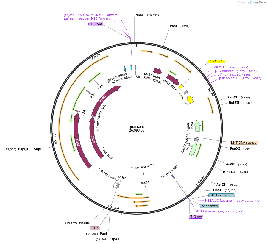 253105-plasmid-map-sequence-id-508364