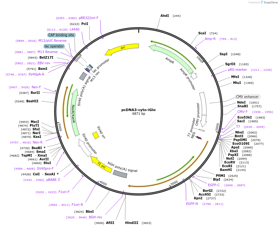 251830-plasmid-map-sequence-id-508366