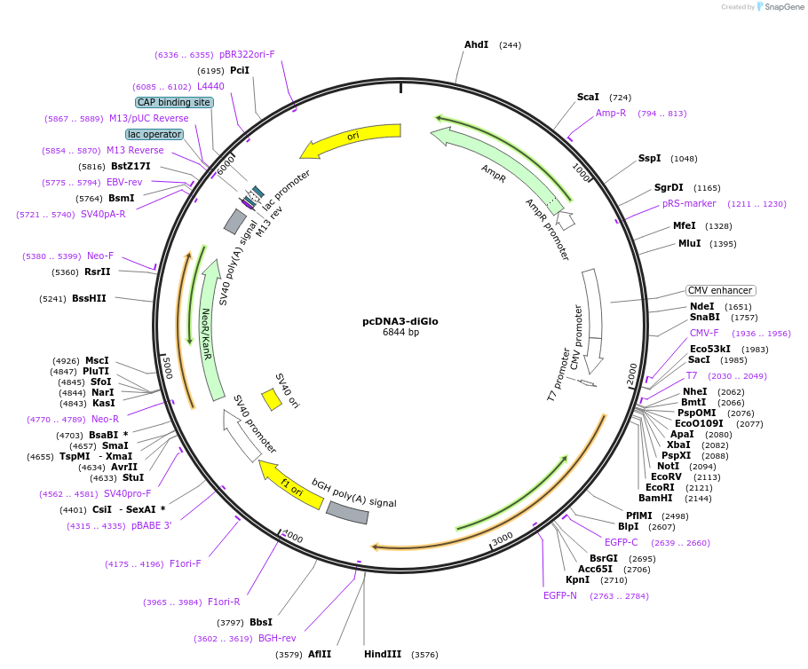 251829-plasmid-map-sequence-id-508369