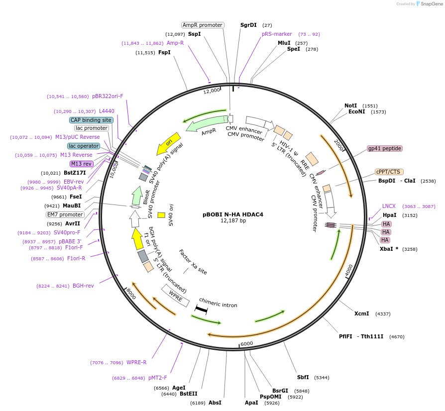 246153-plasmid-map-sequence-id-508374