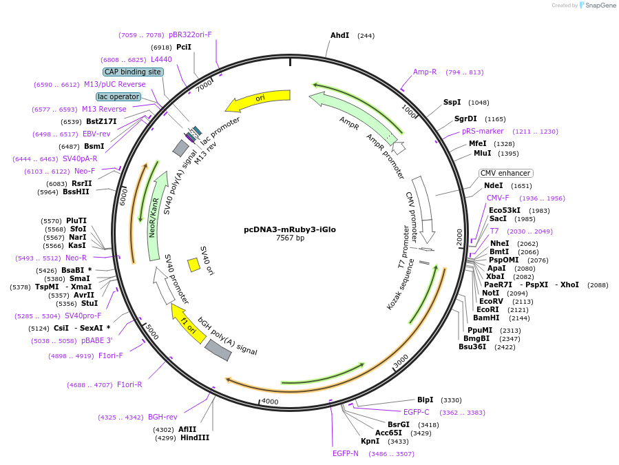 251834-plasmid-map-sequence-id-508379